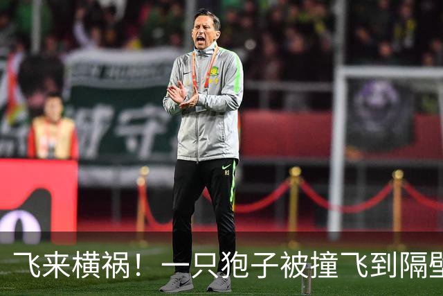 飞来横祸！一只狍子被撞飞到隔壁车道，导致波兰20岁小将去世